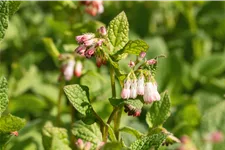 Symphytum grandiflorum