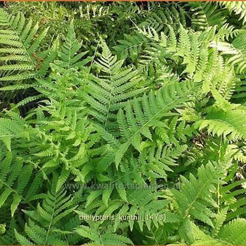 Thelypteris kunthii