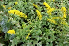 Solidago rugosa