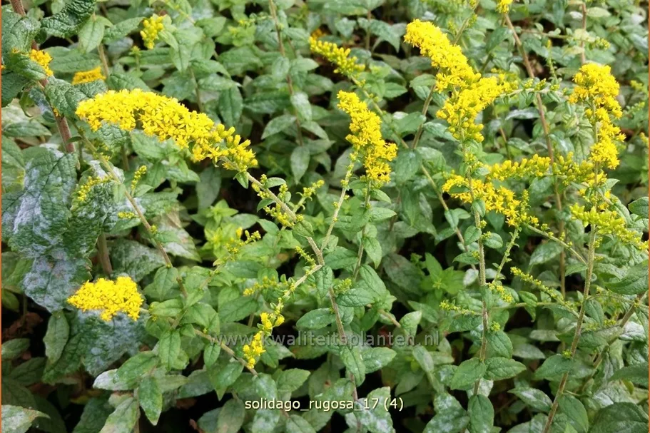 Solidago rugosa