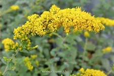 Solidago rugosa