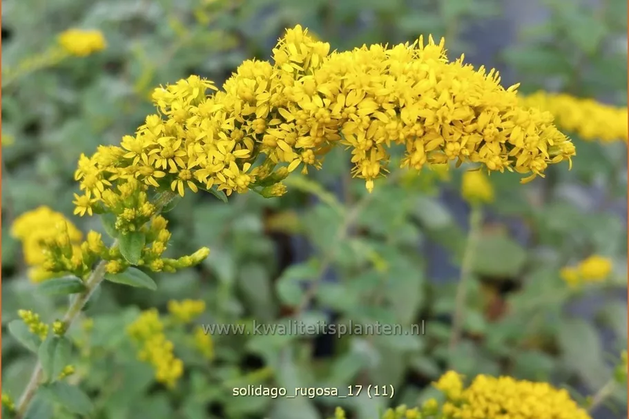 Solidago rugosa