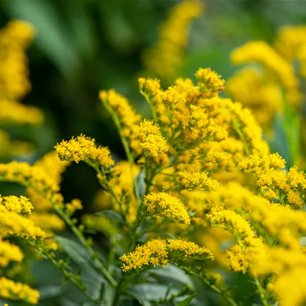 Solidago rugosa