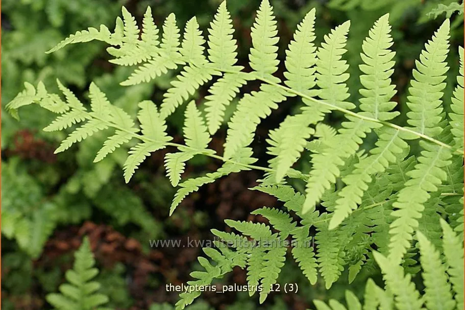 Thelypteris palustris