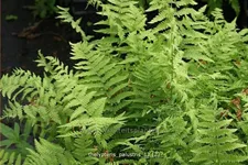 Thelypteris palustris