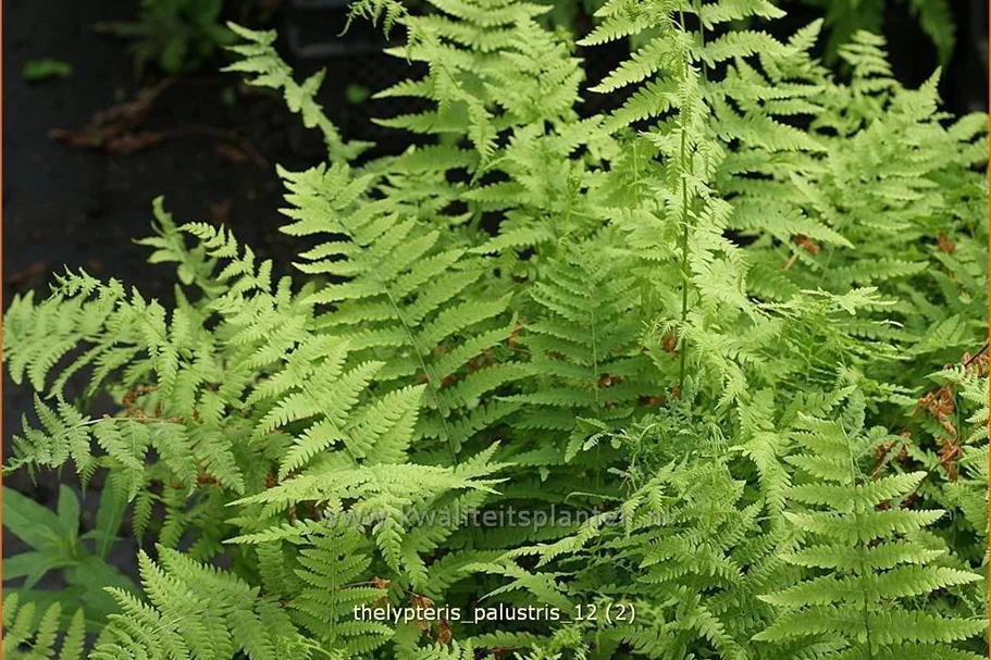 Thelypteris palustris