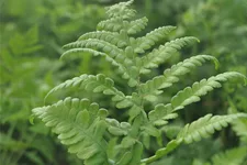 Thelypteris palustris