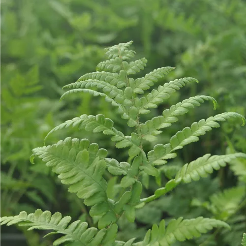 Thelypteris palustris