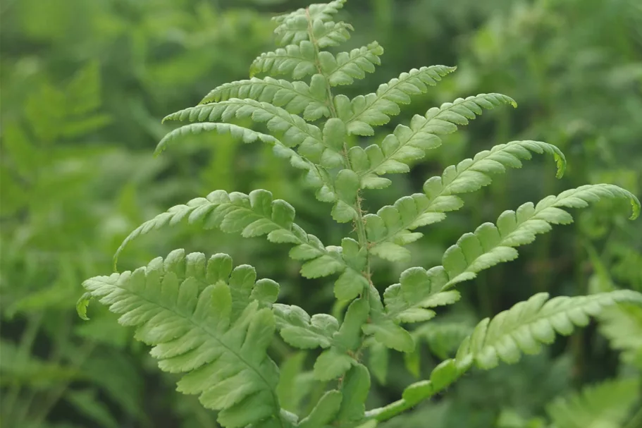 Thelypteris palustris