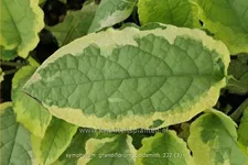 Symphytum grandiflorum 'Goldsmith'