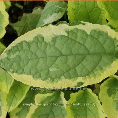 Symphytum grandiflorum 'Goldsmith'