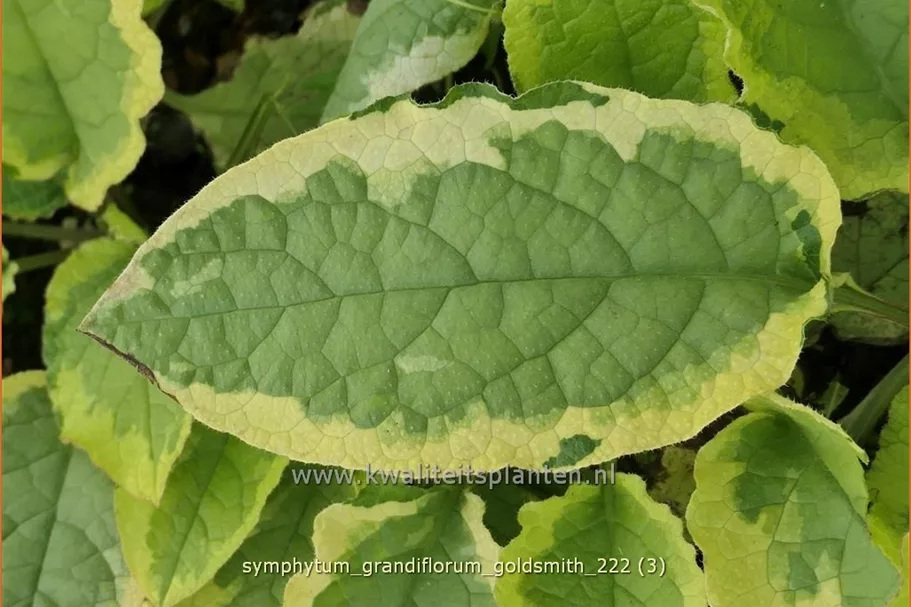 Symphytum grandiflorum 'Goldsmith'