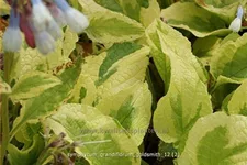 Symphytum grandiflorum 'Goldsmith'