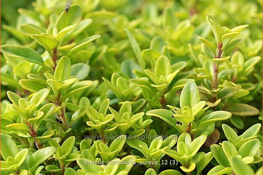 Thymus x citriodorus 'Aureus'