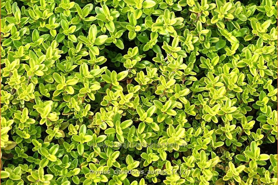 Thymus x citriodorus 'Aureus'