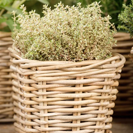 Thymus x citriodorus 'Aureus'