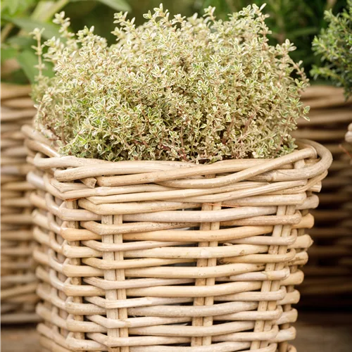 Thymus x citriodorus 'Aureus'