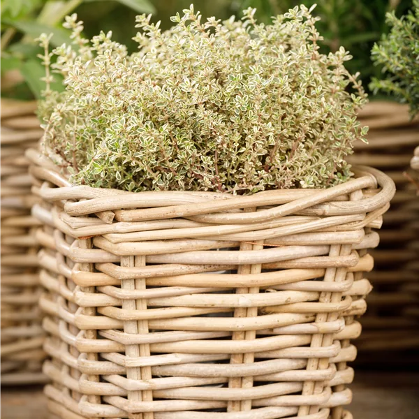 Thymus x citriodorus 'Aureus'