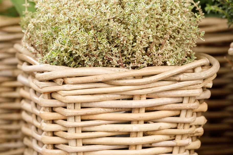 Thymus x citriodorus 'Aureus'