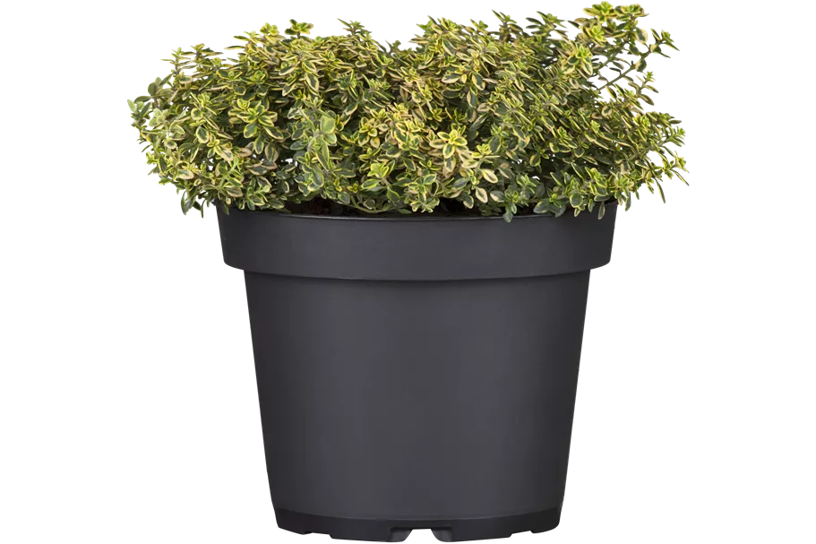 Thymus x citriodorus 'Aureus'