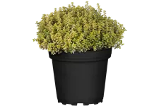 Thymus x citriodorus 'Aureus'