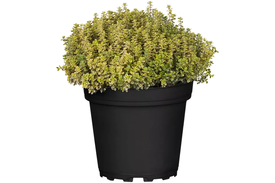 Thymus x citriodorus 'Aureus'