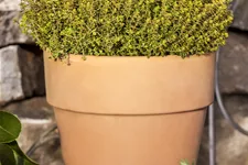 Thymus x citriodorus 'Aureus'