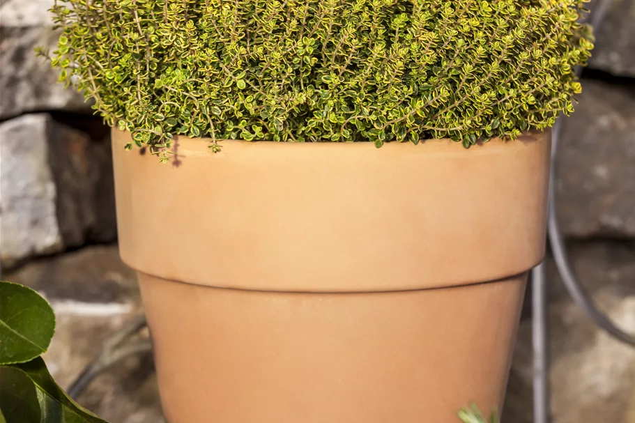 Thymus x citriodorus 'Aureus'