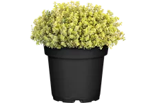 Thymus x citriodorus 'Aureus'