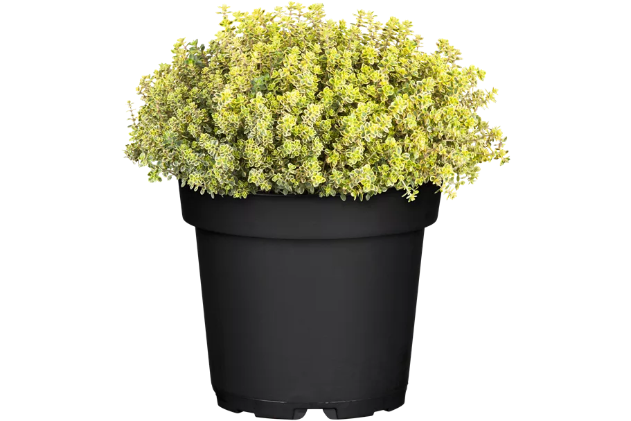 Thymus x citriodorus 'Aureus'