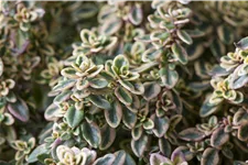 Thymus x citriodorus 'Aureus'