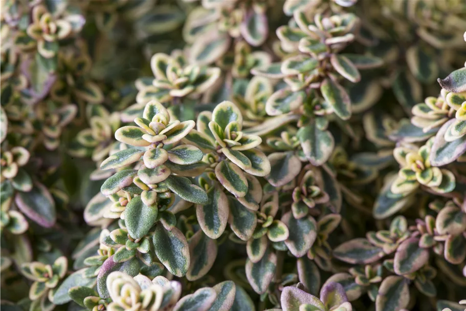 Thymus x citriodorus 'Aureus'