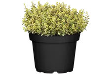 Thymus x citriodorus 'Aureus'