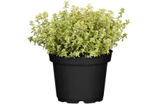 Thymus x citriodorus 'Aureus'