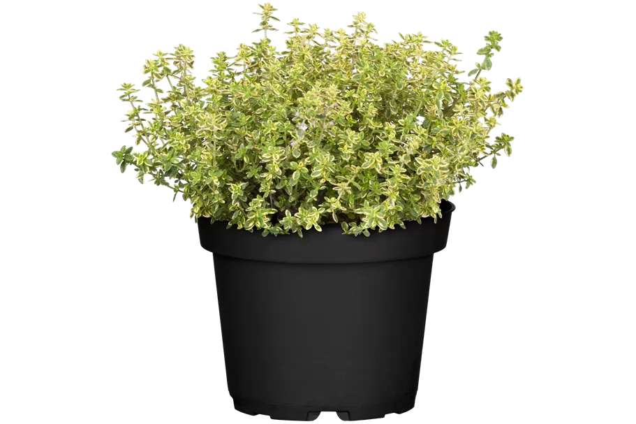 Thymus x citriodorus 'Aureus'
