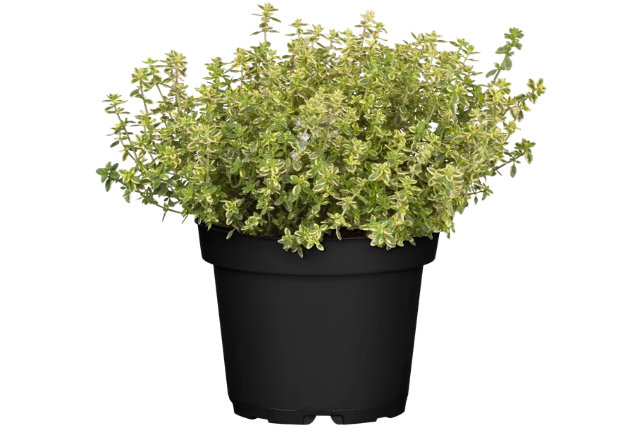 Thymus x citriodorus 'Aureus'