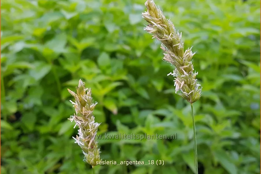 Sesleria argentea