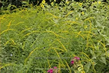 Solidago rugosa 'Fireworks'