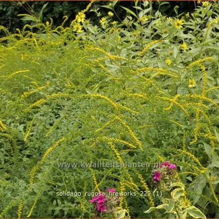 Solidago rugosa 'Fireworks'