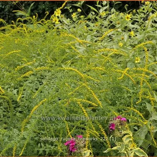 Solidago rugosa 'Fireworks'