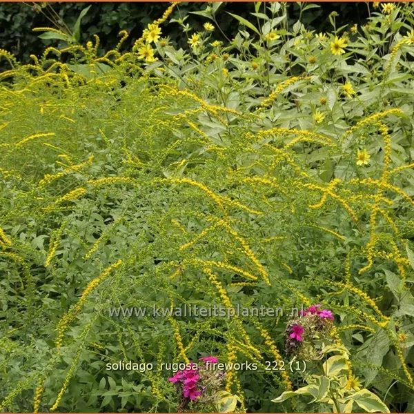 Solidago rugosa 'Fireworks'