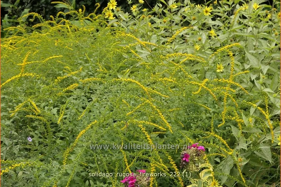 Solidago rugosa 'Fireworks'