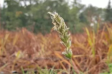 Sesleria argentea