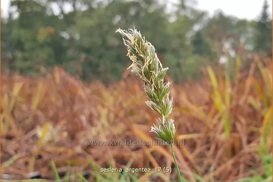 Sesleria argentea