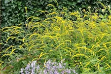 Solidago rugosa 'Fireworks'