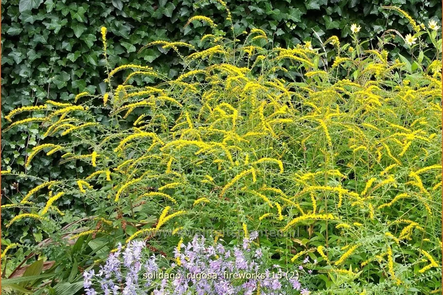 Solidago rugosa 'Fireworks'