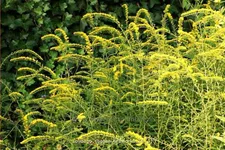 Solidago rugosa 'Fireworks'