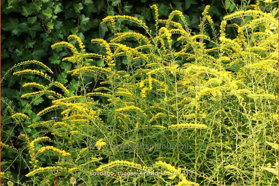 Solidago rugosa 'Fireworks'