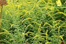 Solidago rugosa 'Fireworks'