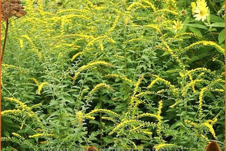 Solidago rugosa 'Fireworks'